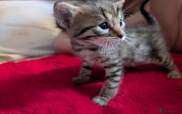 Bengal cats for sale: Beautiful Bengal X Maine coon baby  - Image 2