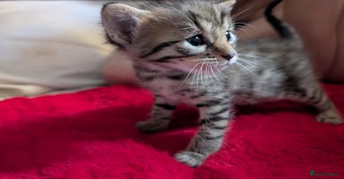 Bengal cats - Advert 6