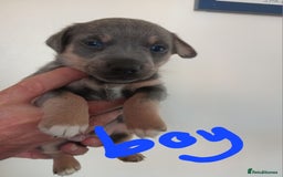 Jack Russell dogs for sale: Lilac/Blue Jack Russell puppies  in Hornchurch - Image 7