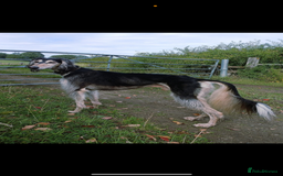 Saluki dogs for sale: Beautiful Saluki  - Image 20