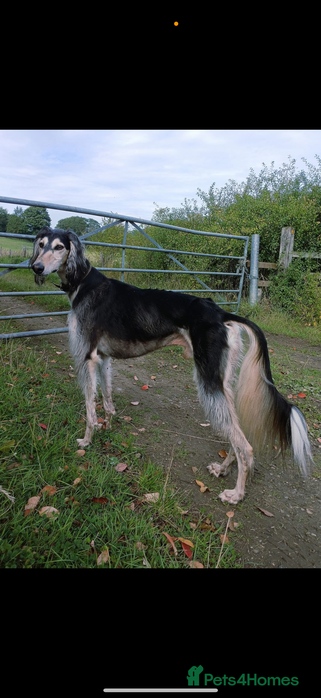 Saluki dogs for sale: Beautiful Saluki  - Image 20