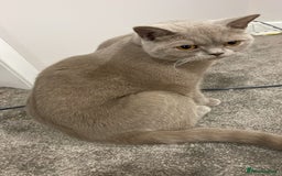 British Shorthair cats for sale: Stunning 2-Year-Old Male Lilac British Shorthair - Image 8