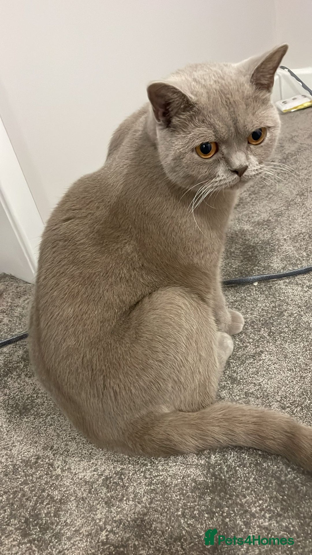 British Shorthair cats for sale: Stunning 2-Year-Old Male Lilac British Shorthair - Image 8