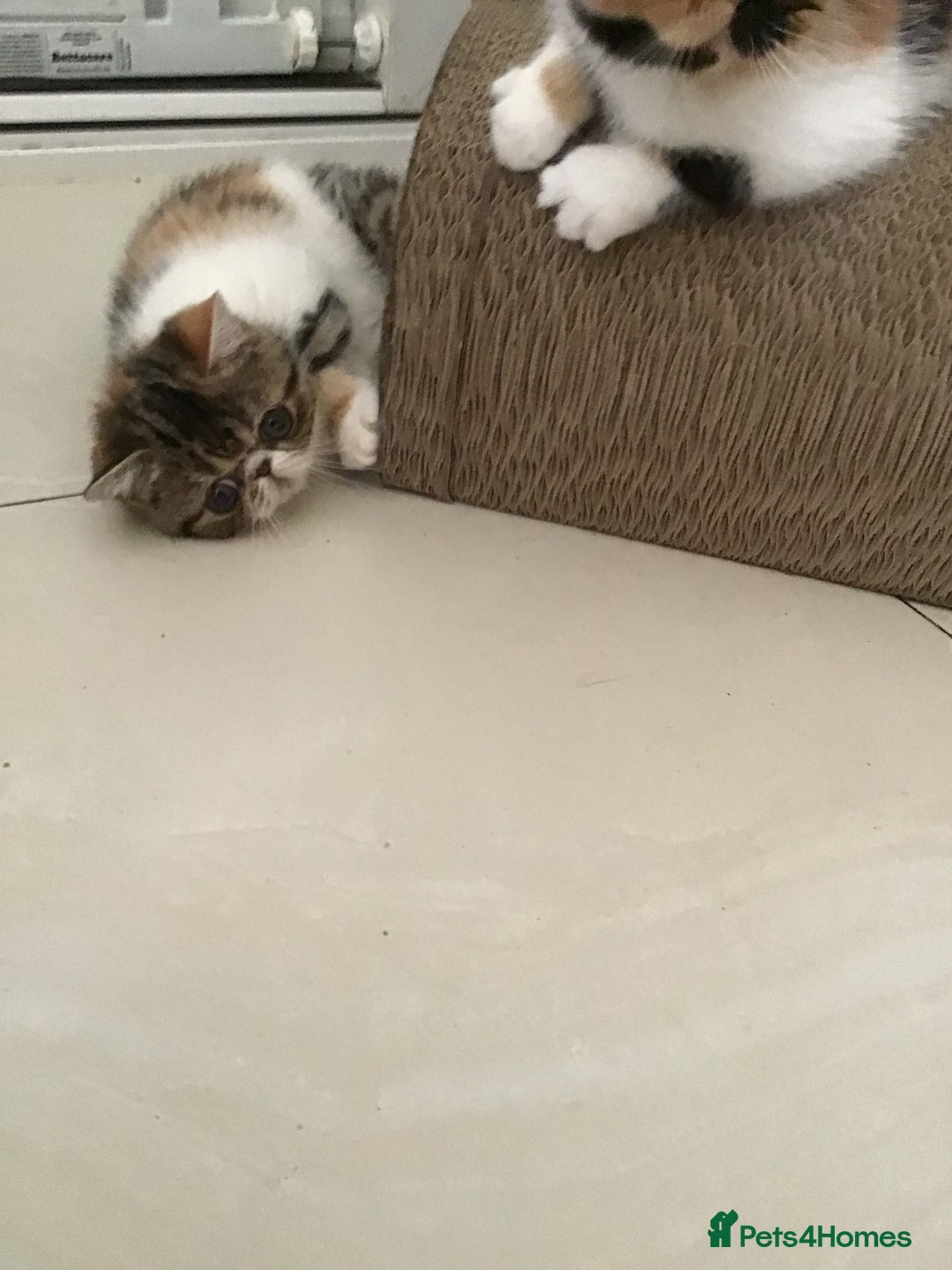 Exotic cats for sale: Beautiful exotic shorthair  - Image 12