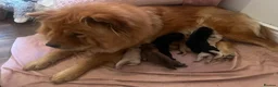 Chow Chow dogs for sale: form strong bonds Chow Chow - Advert 1