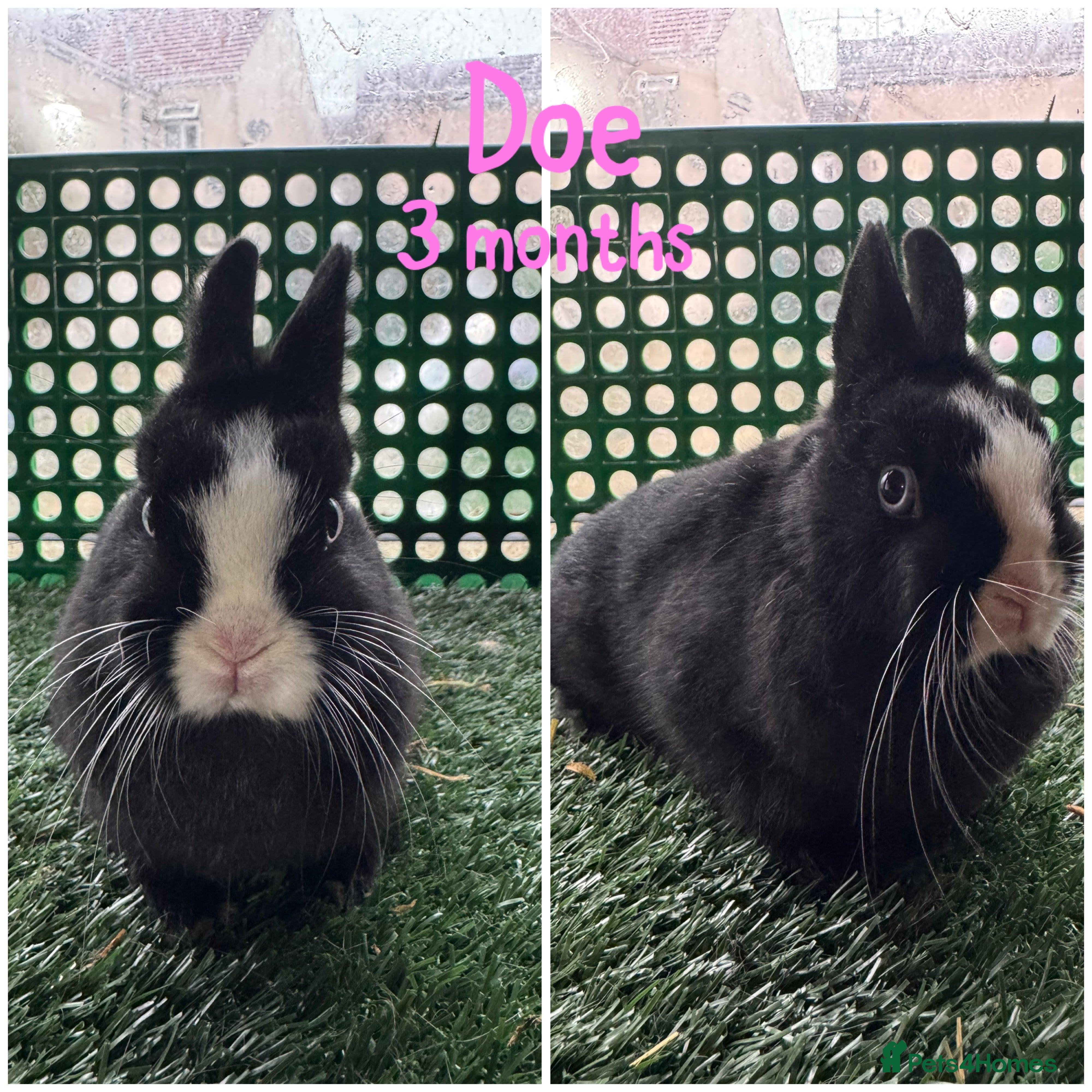 Netherland Dwarf rabbits Pure breed Netherlands dwarf  - Advert 1