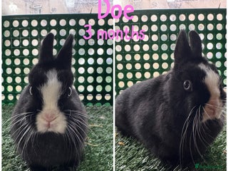 Netherland Dwarf rabbits Pure breed Netherlands dwarf - Advert 5