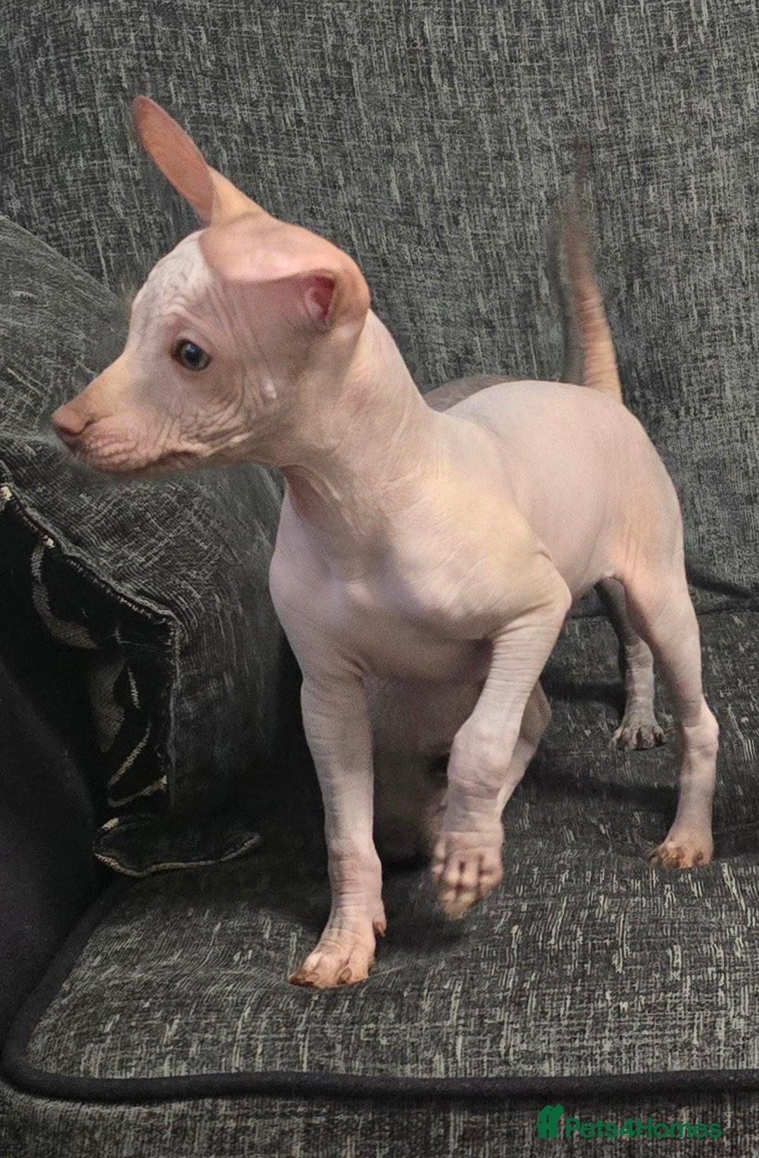 Mexican Hairless dogs for sale: The Master miniature xoloitzcuintle RKC registered - Advert 3