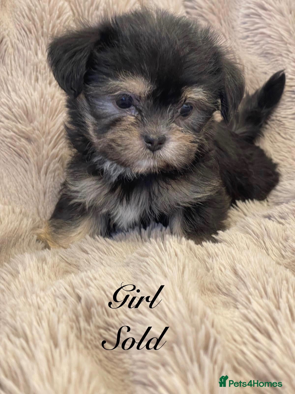Shorkie dogs Gorgeous Shorkie Puppies Vaccinated &Microchipped  - Advert 2