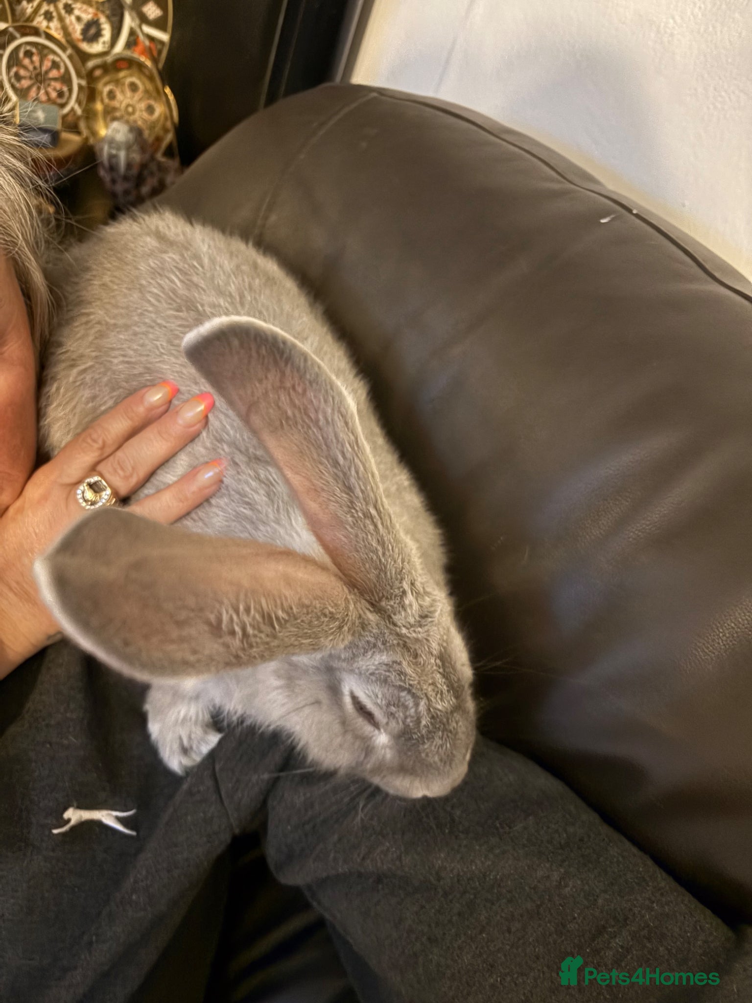 Continental Giant rabbits for sale: Gorgeous litter of continental giant bunnies😍 - Advert 3