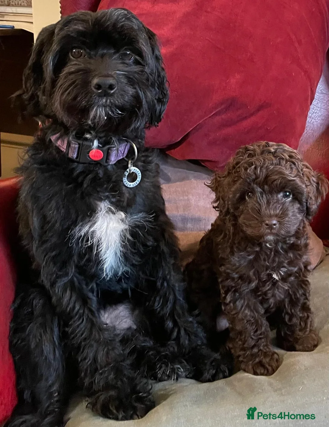 Cockapoo dogs for stud: F1 cocapoo well Proven extensively health tested in Bromley - Advert 35