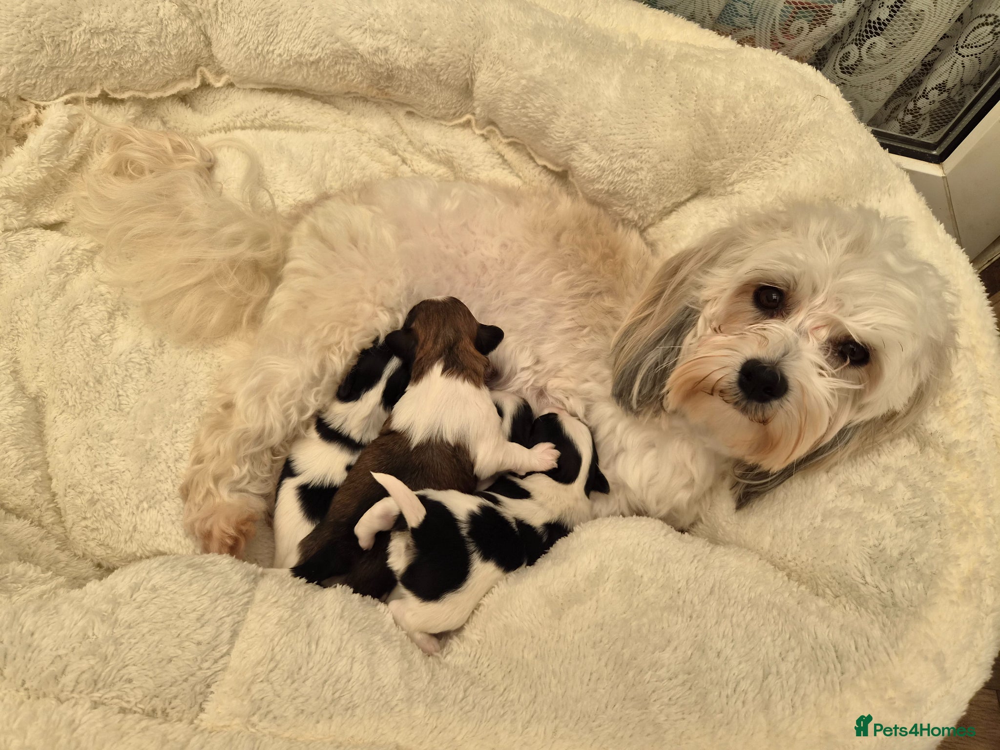 Havanese dogs Gorgeous KC Havanese Puppies - Advert 4