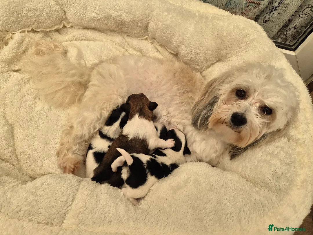 Havanese dogs for sale: Gorgeous KC Havanese Puppies - Advert 2