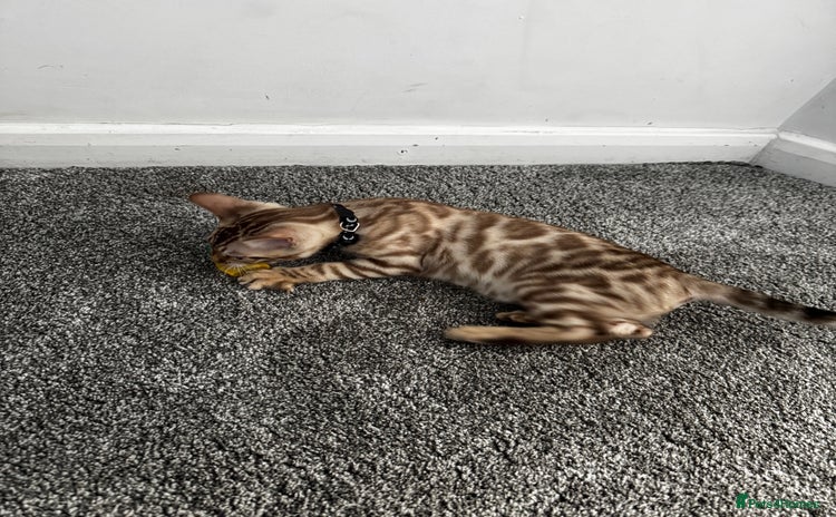 Bengal cats in Bradford - Advert 8