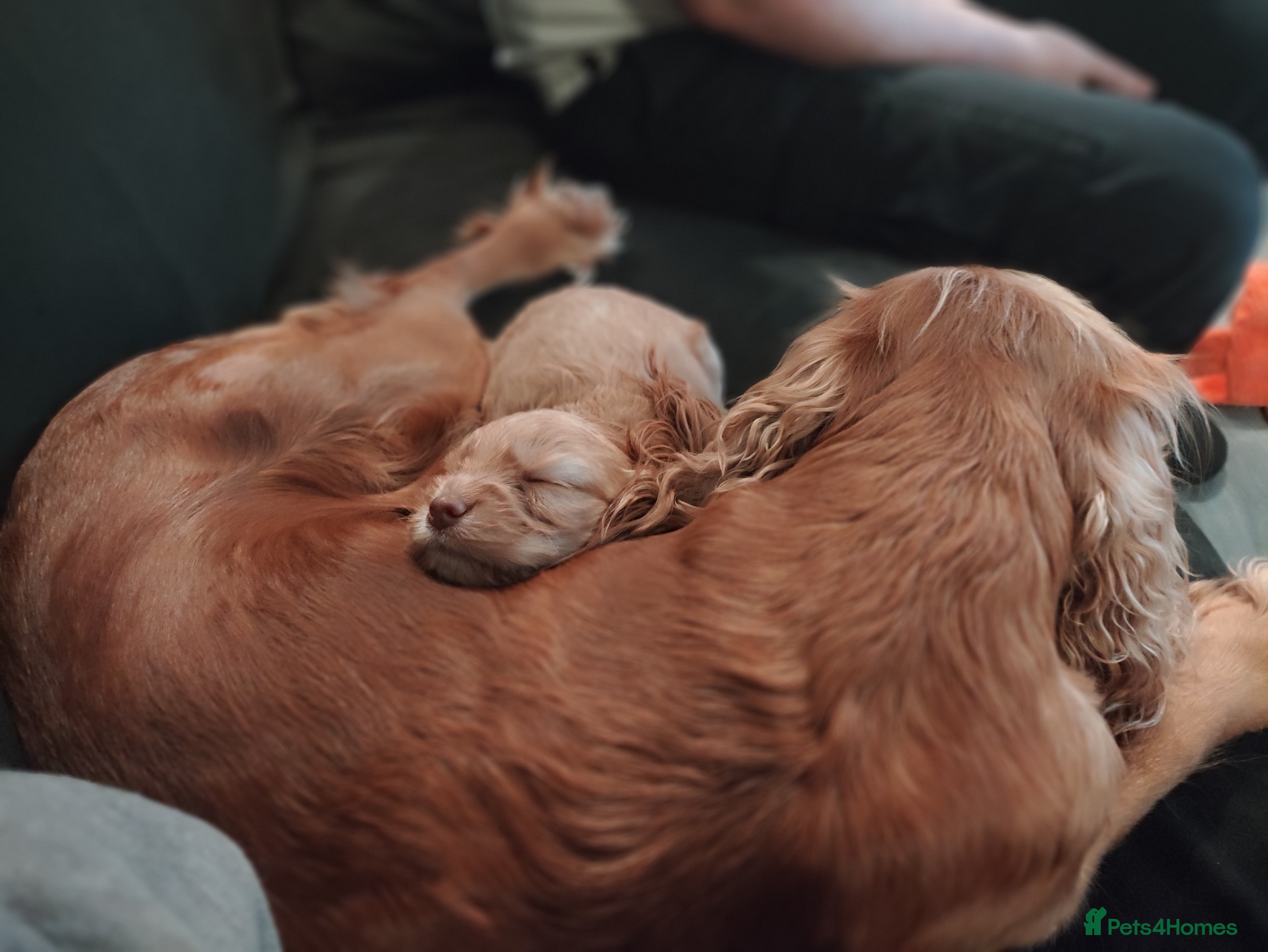 Cockapoo dogs Beautiful litter of cockapoos for sale - Advert 1