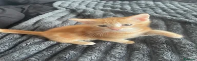 Ginger kitten