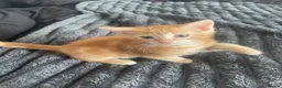 British Shorthair cats for sale: 4 9 week old kittens  - Advert 13
