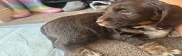 Mixed Breed dogs for sale: Rolo- puppy - Advert 7