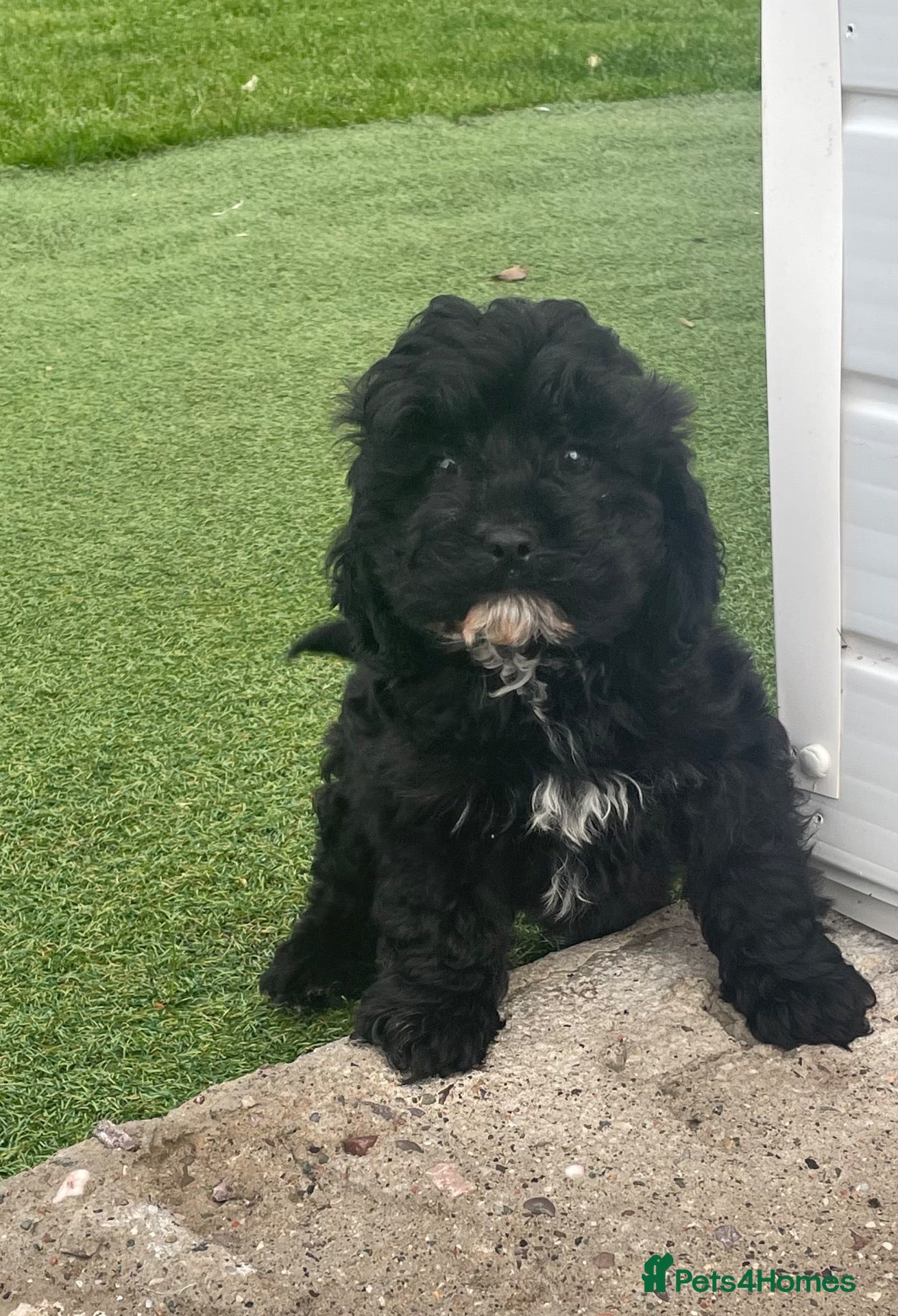 Cavapoo dogs for sale: F1 Health tested Cavapoo puppies  - Advert 12