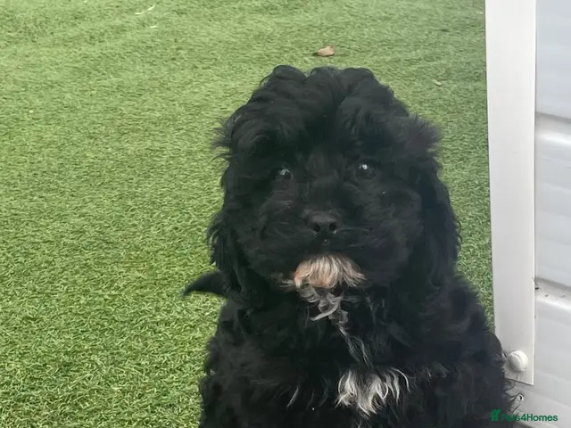 Cavapoo dogs for sale: F1 Health tested Cavapoo puppies - Advert 12