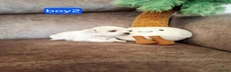 Maltese dogs for sale: Maltes puppies !! - Advert 7
