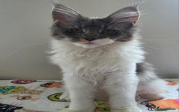 Maine Coon cats for sale: Pedigree MaineCoon Kitten/TICA  - Image 3