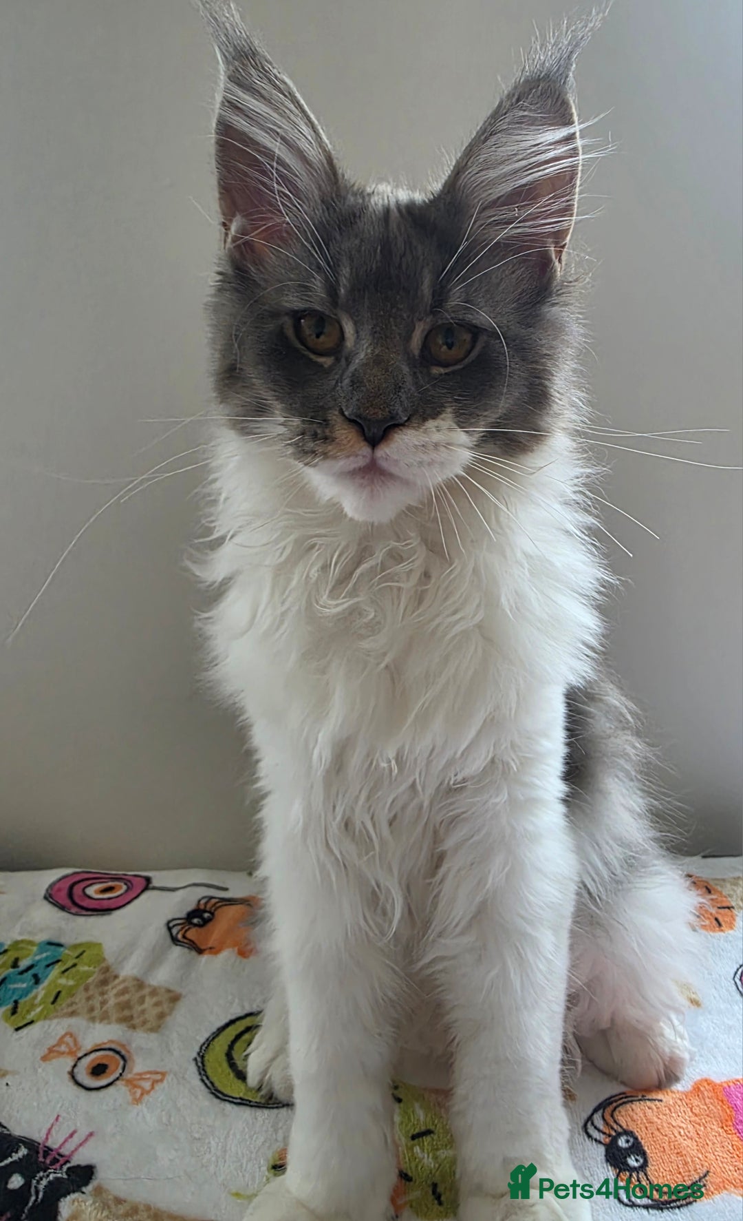 Maine Coon cats for sale: Pedigree MaineCoon Kitten/TICA  - Image 3
