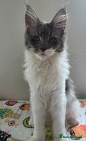 Maine Coon cats - Advert 4
