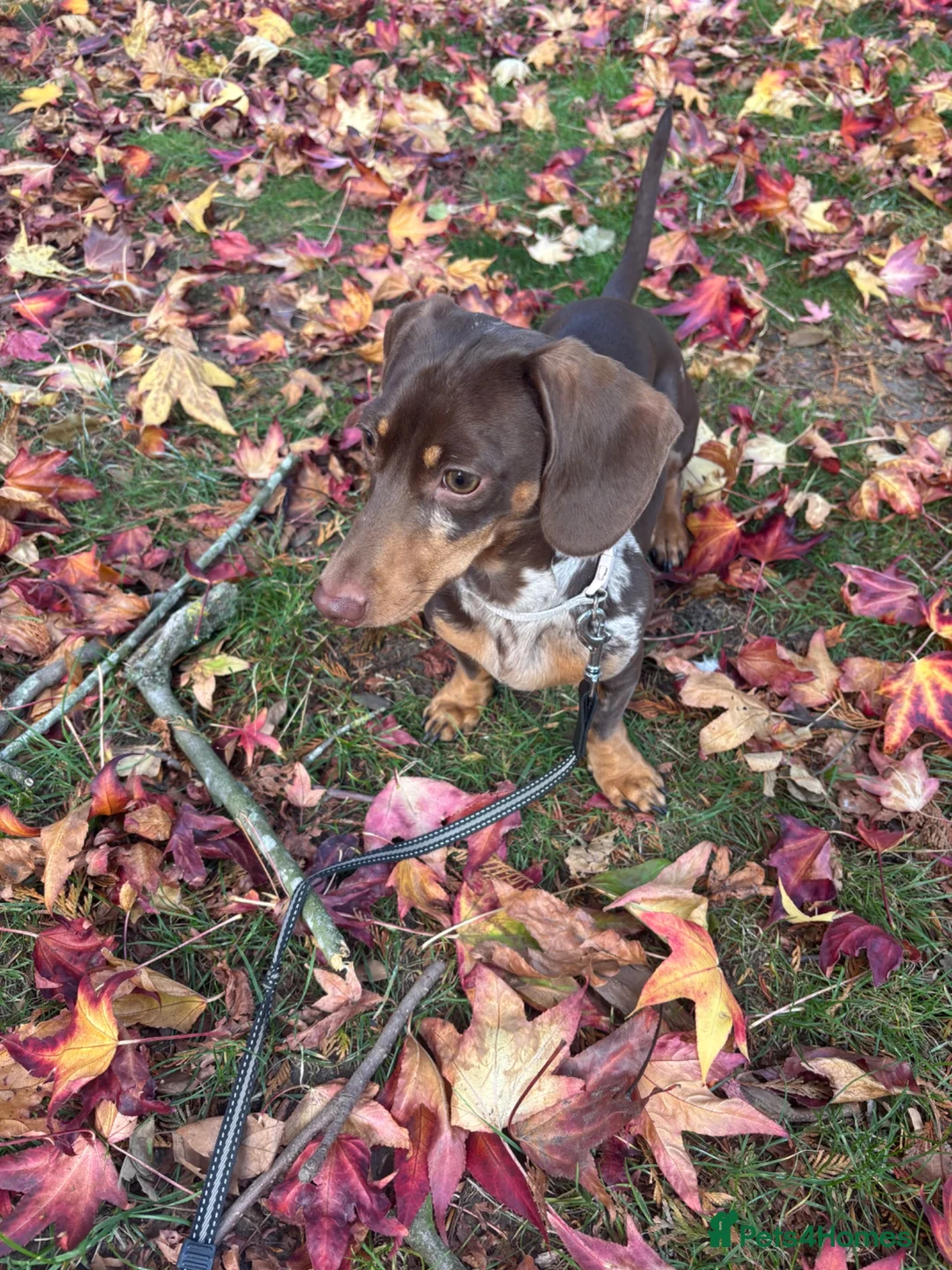 Miniature Dachshund dogs for sale: Oakley in London - Advert 2