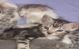 Bengal cats for sale: Bengal kittens  - Image 2