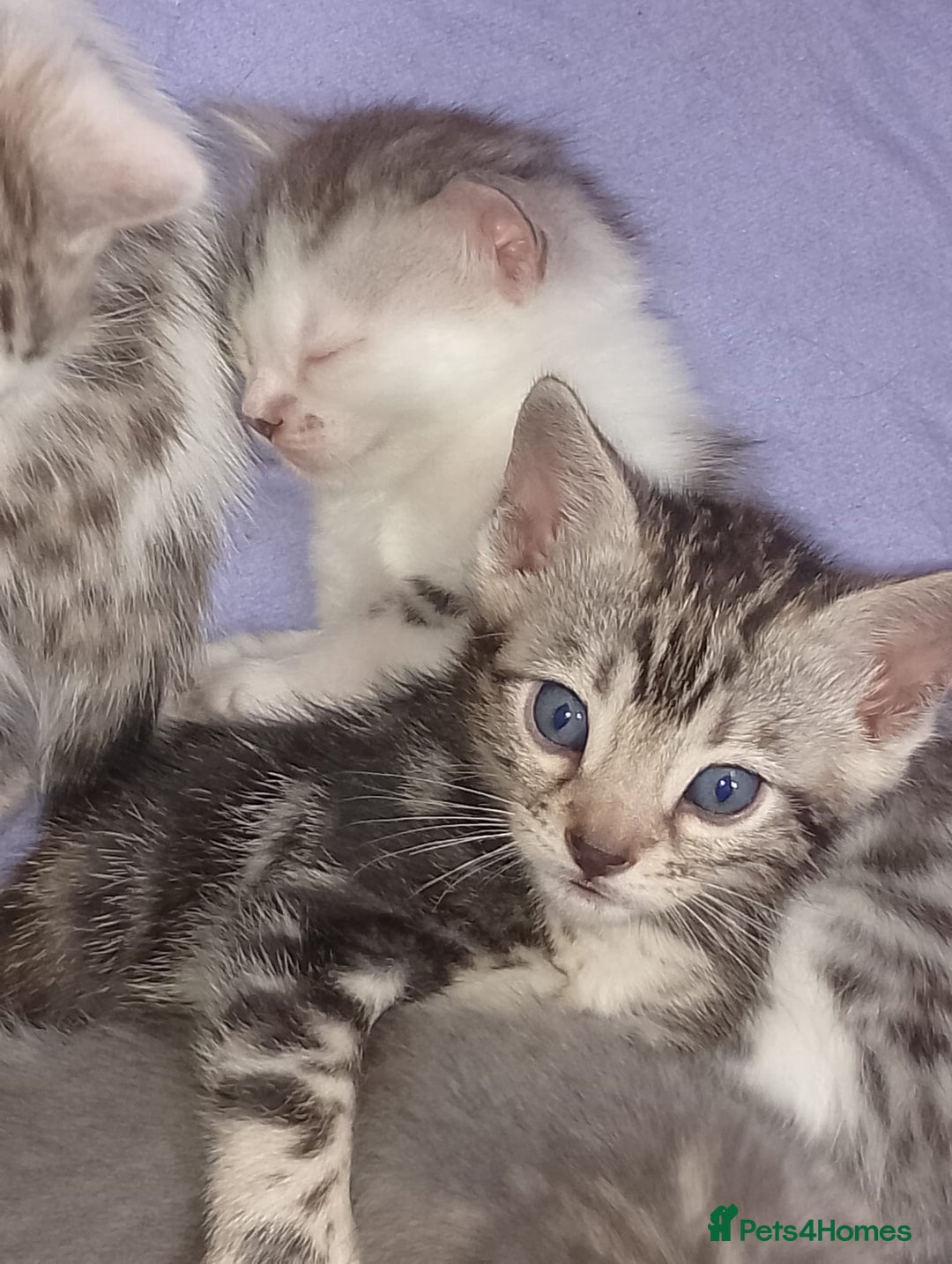 Bengal cats for sale: Bengal kittens  - Image 2