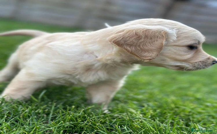 Golden Retriever dogs - Advert 8