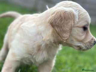 Golden Retriever dogs for sale: Last girl kc golden retrievers left - Advert 1