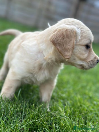 Golden Retriever dogs - Advert 4