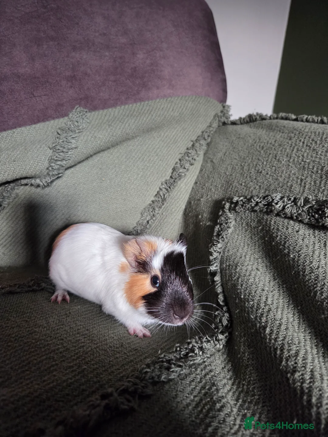 Guinea Pig rodents for sale: Gorgeous bonded brothers - Advert 9