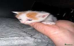 Mixed Breed cats for sale: 7 Mixed Kittens - Ginger, Tabby, Calico, White - Advert 30