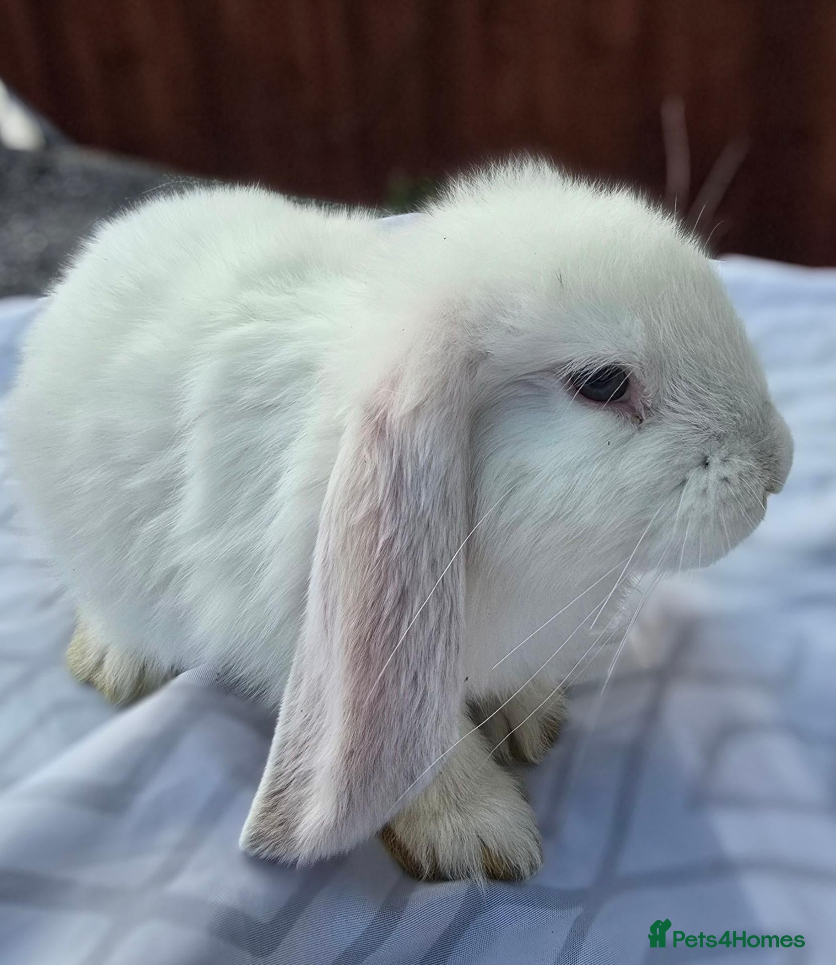 French Lop rabbits French Lops - Advert 2
