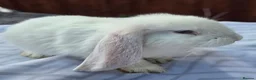 French Lop rabbits for sale: French Lops in Cambridge - Advert 4