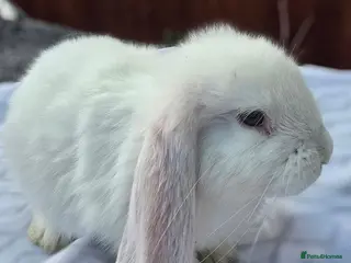 French Lop rabbits French Lops - Advert 2