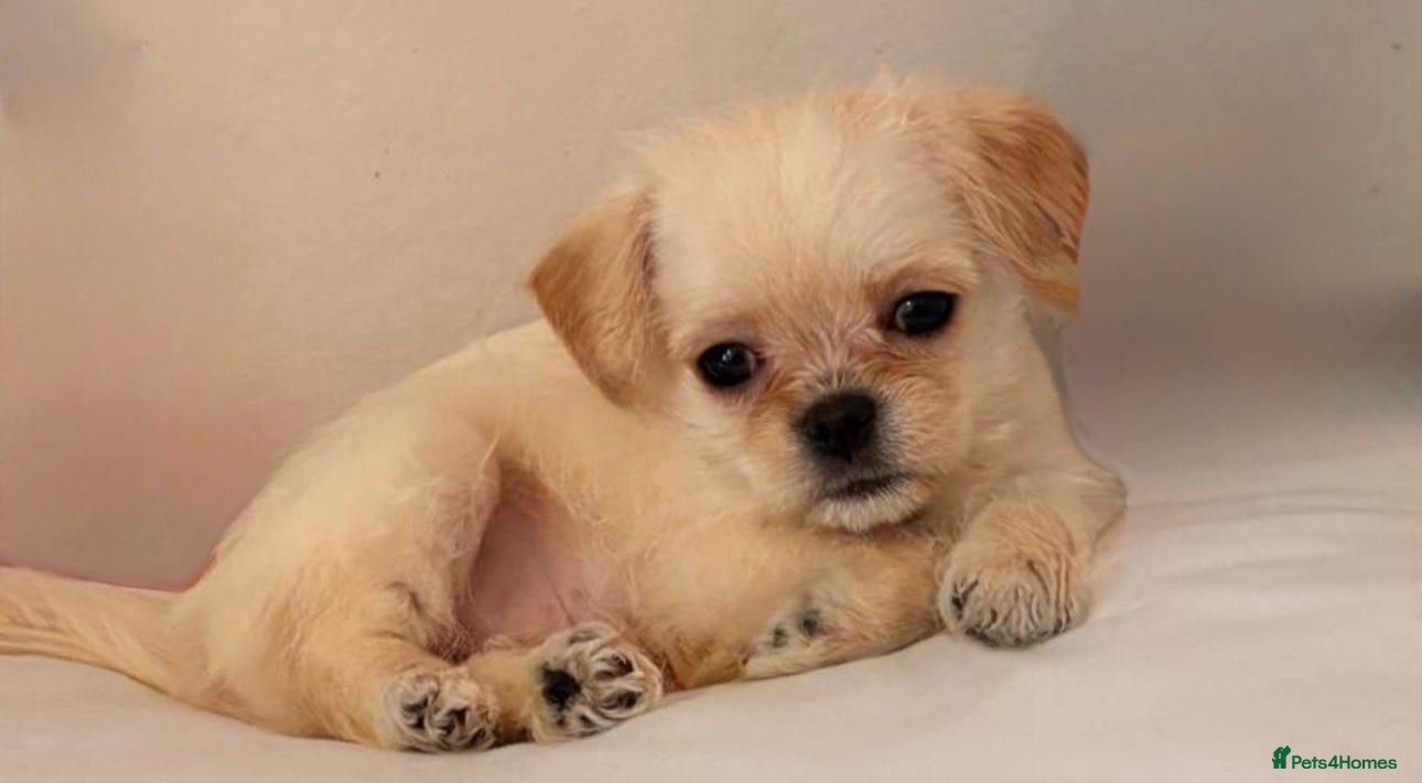 Mixed Breed dogs 🐾 Adorable Puppies Ready for Forever Homes 🐾 - Advert 1