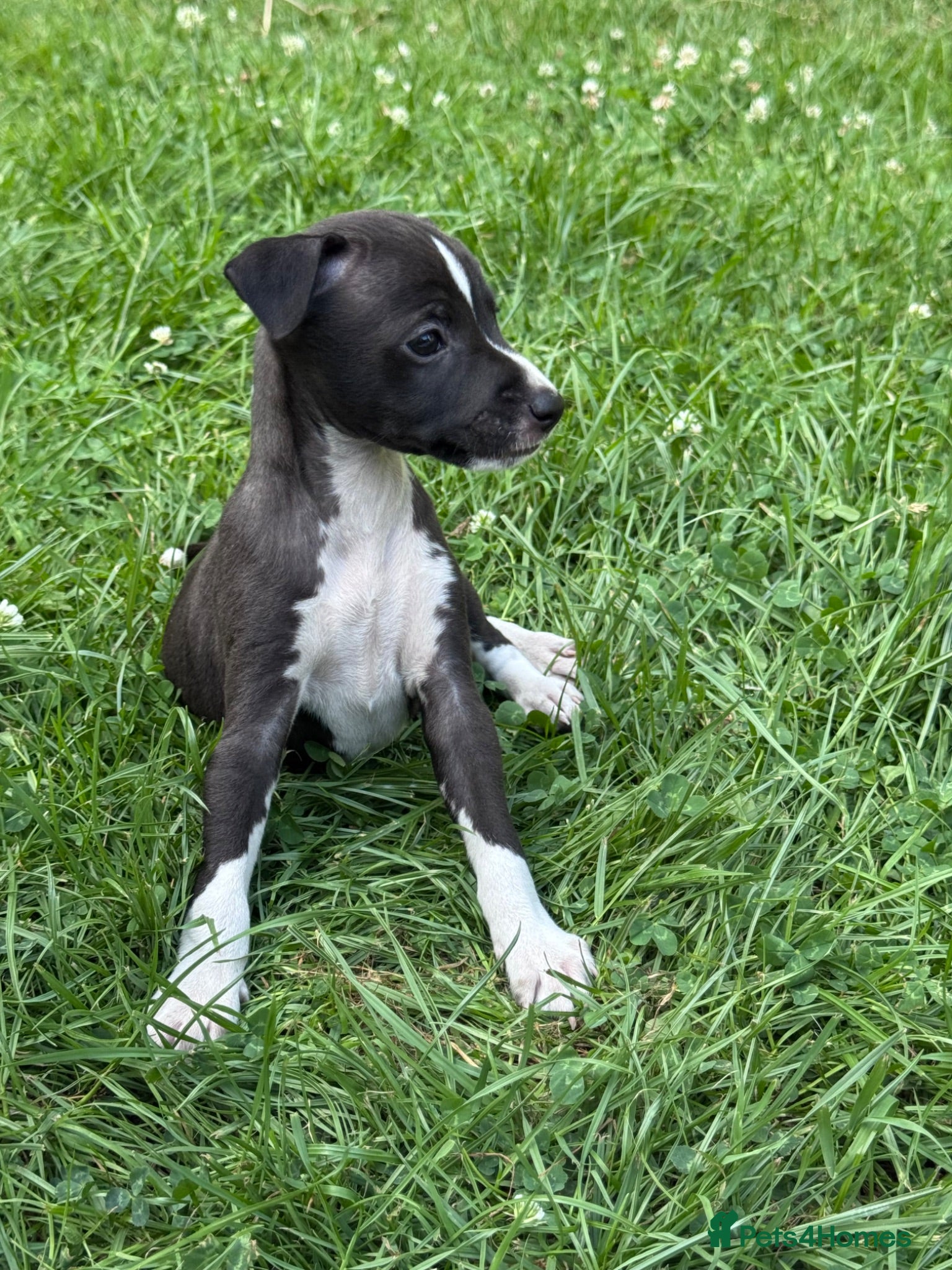 Mixed Breed dogs One Tiny 3/4 IG boy left! - Advert 1