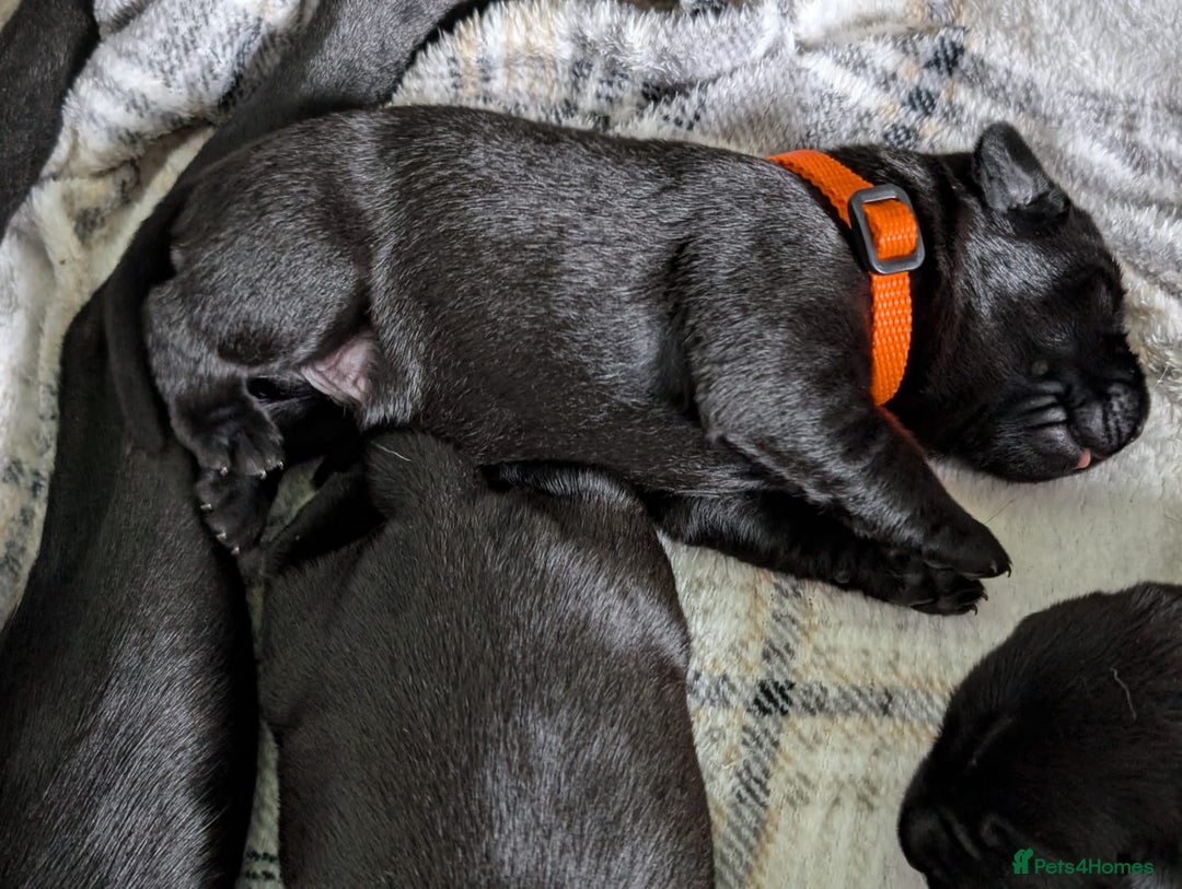 Labrador Retriever dogs for sale: Stunning labrador puppies from good working lines - Advert 37