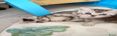Scottish Fold 3