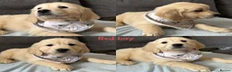 Golden Retriever dogs for sale: Beautiful Golden retriever Pups Showline KC Reg - Advert 3