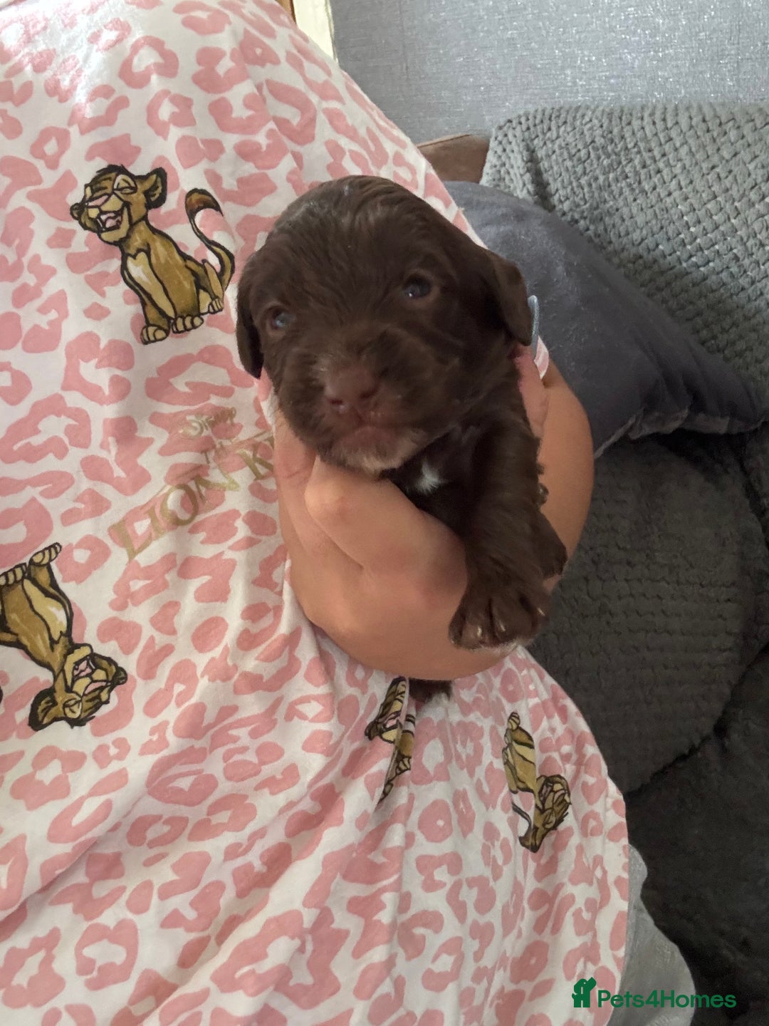 Cockapoo dogs for sale: Merle cockerpoo puppies for sale  - Image 7