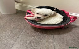 Mixed Breed dogs for sale: 4 Beautiful Maltichon Puppies. - Advert 8