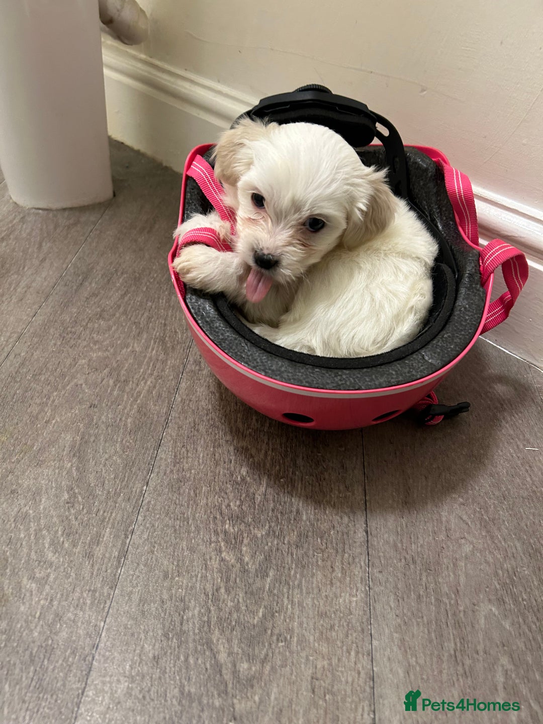 Mixed Breed dogs for sale: 4 Beautiful Maltichon Puppies. - Advert 8