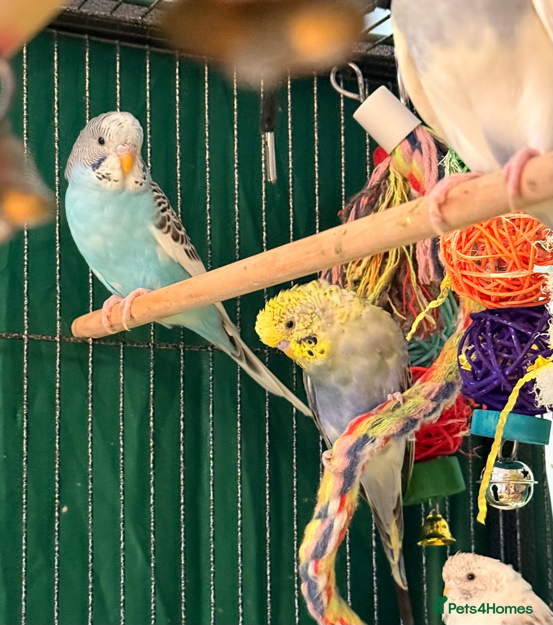 Budgerigars birds pair of bonded young budgies wa7 area  - Advert 2