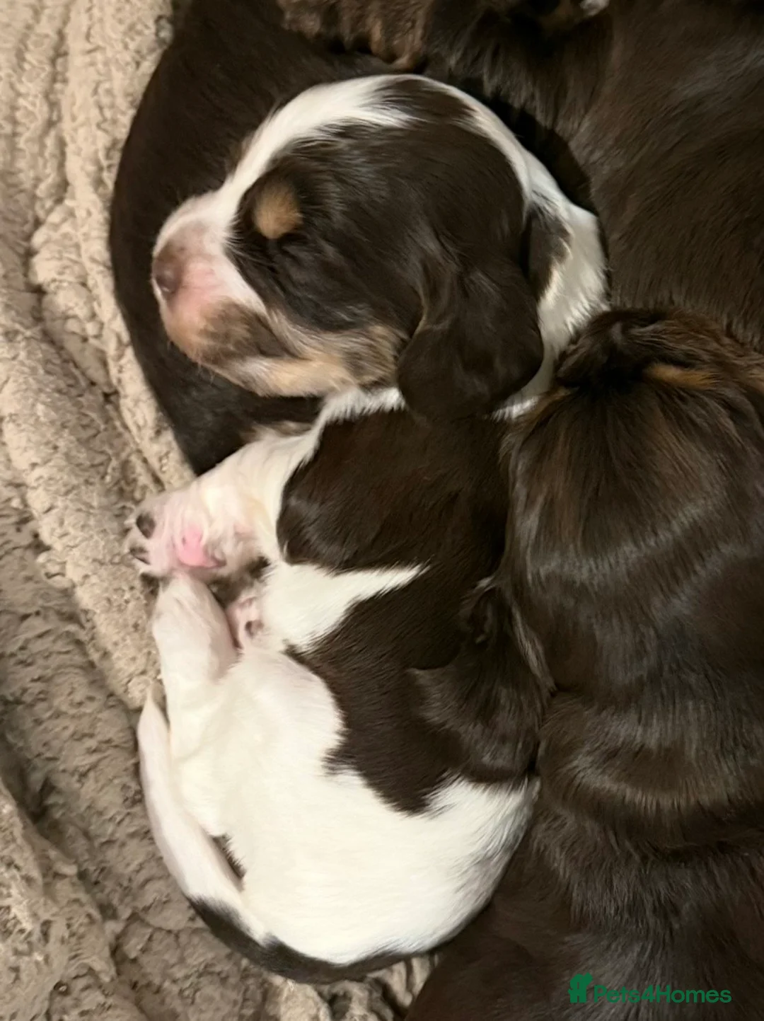 Cocker Spaniel dogs for sale: One male and 1 female show cocker spaniel pup - Advert 4