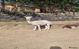 Alpaca livestock for sale: Sad Sale of 5 Females - Image 7